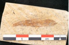 Foto (Detailansicht) von Prosopis kymeana Unger (NHMW-GEO-2024-0188-8191)
